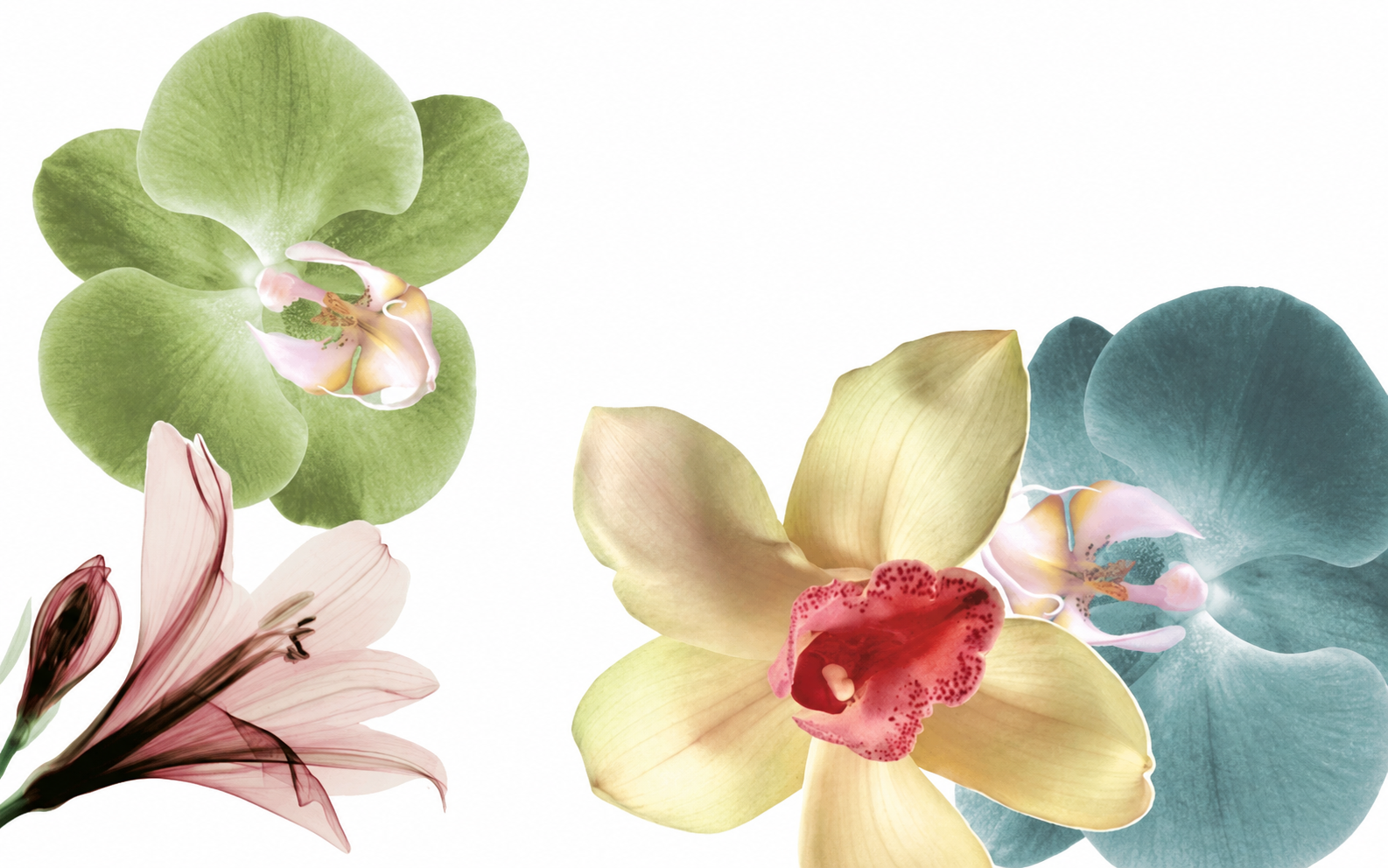 Green, pink, yellow, and blue flowers arranged around a white background.